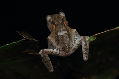 Raorchestes griet