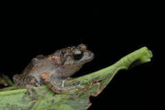 Raorchestes griet