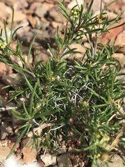 Pharnaceum aurantium