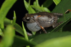 Raorchestes griet