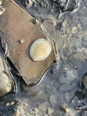 Crepidula plana