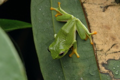 Raorchestes jayarami