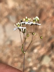 Pharnaceum aurantium