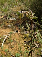 Hermannia hyssopifolia