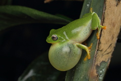 Raorchestes jayarami
