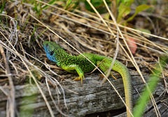 Lacerta viridis