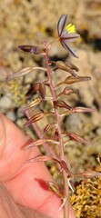 Drimia multifolia