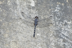 Bradinopyga konkanensis