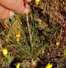 Drimia multifolia