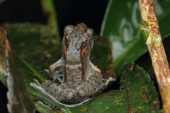 Raorchestes griet