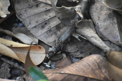 Microhyla