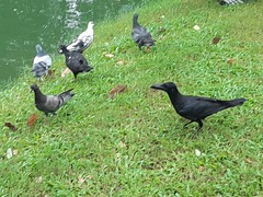 Corvus macrorhynchos levaillantii