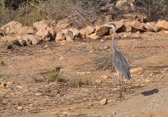 Ardea cinerea