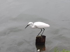 Egretta garzetta garzetta