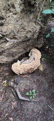 Bondarzewia berkeleyi