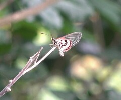 Acraea ranavalona