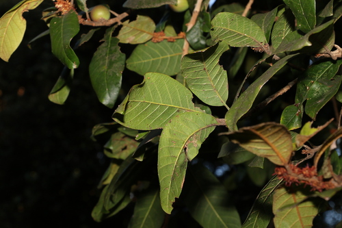 Image of Niemeyera whitei by (c) Greg Tasney, some rights reserved (CC BY-SA)