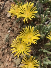 Malephora lutea