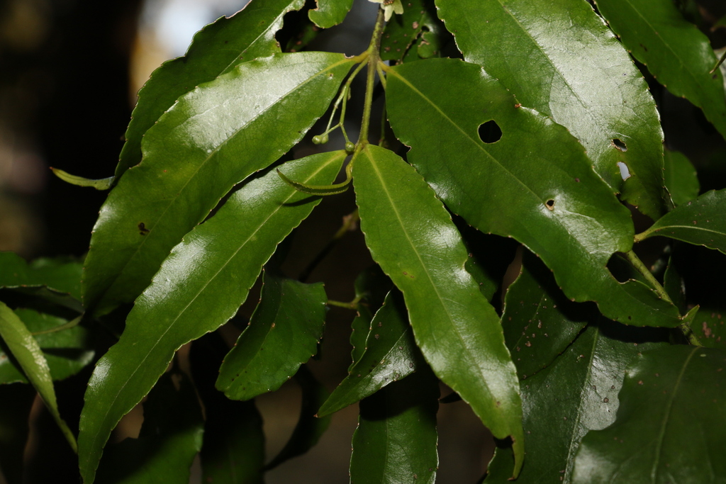 Daphnandra apatela (Daphnandra apatela)
