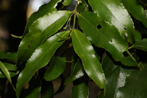 Daphnandra apatela (Daphnandra apatela)