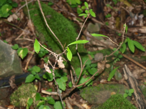 Daphne mezereum