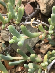 Malephora lutea