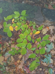 Ulmus alata