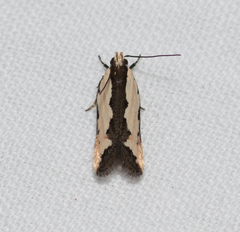 Ardozyga catarrhacta