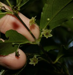Daphnandra apatela