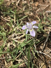 Moraea setifolia