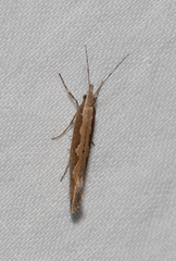 Plutella xylostella-australiana