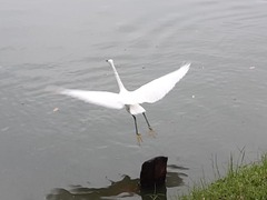 Egretta garzetta garzetta