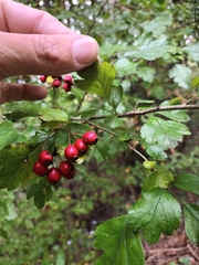 Crataegus laevigata