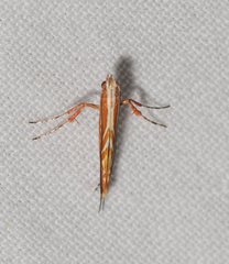 Macarostola polyplaca