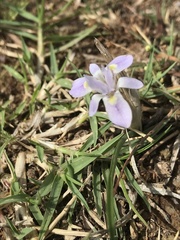 Moraea setifolia