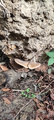 Bondarzewia berkeleyi