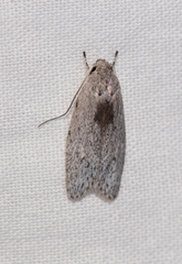 Phylomictis eclecta