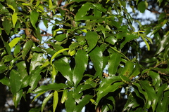 Daphnandra apatela