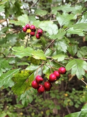 Crataegus laevigata