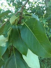 Populus maximowiczii × populus trichocarpa