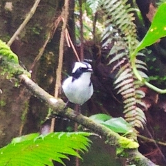 Ficedula westermanni