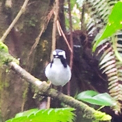 Ficedula westermanni