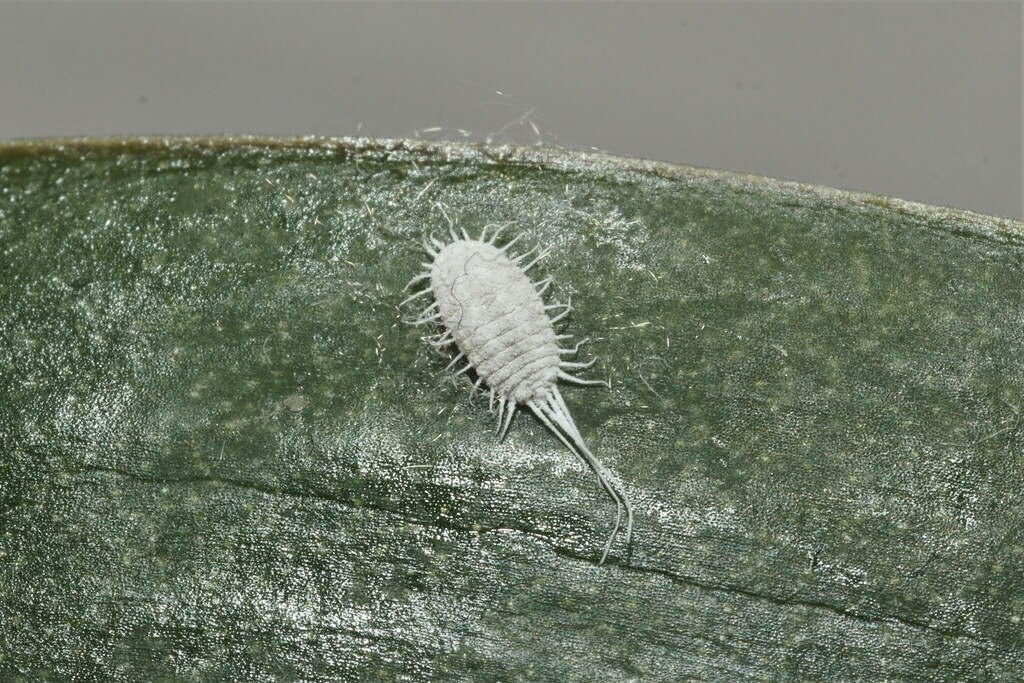 long-tailed mealybug from 32350 Ordan-Larroque, France on September 30 ...