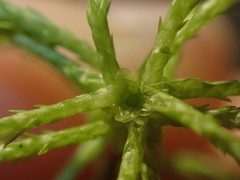 Sphagnum girgensohnii