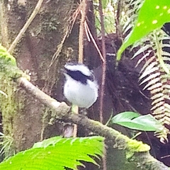 Ficedula westermanni