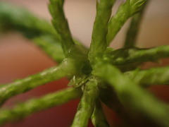 Sphagnum girgensohnii