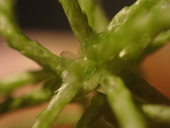 Sphagnum girgensohnii
