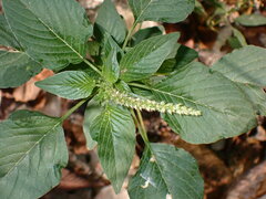 Amaranthus spinosus