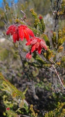 Erica cerinthoides cerinthoides