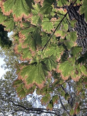Acer platanoides